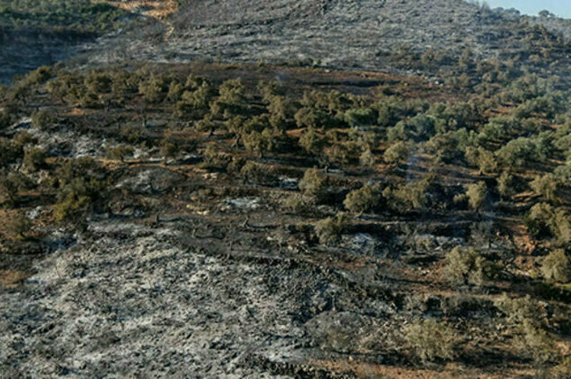 Forest fire extinguished in Tartus countryside