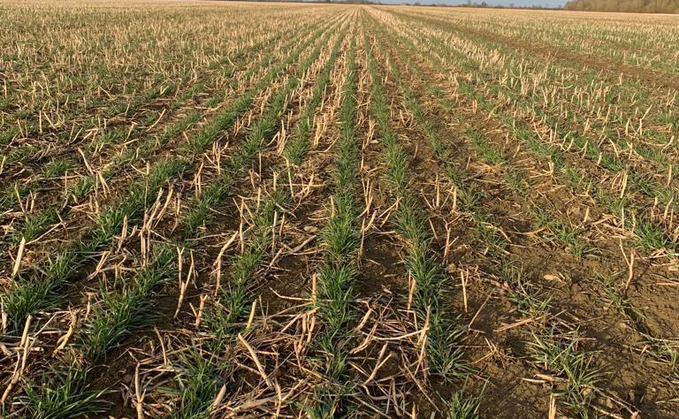 Growers should check over-yeared wheat condition before planting this autumn to ensure plant populations do not disappoint