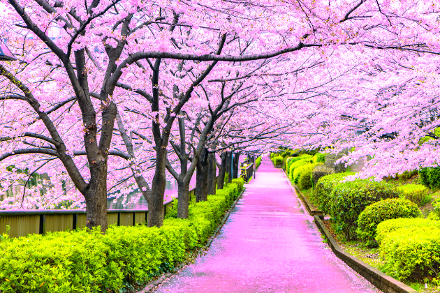 Japan's cherry blossom season begins as first blooms appear in Tokyo