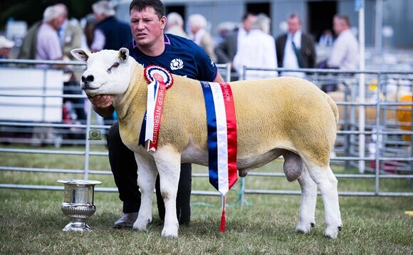 Texel triumphs at Border Union Show