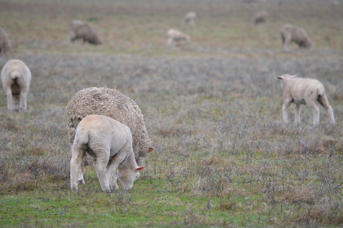 Sheep producers now have access to new scanning and pregnancy resources for sheep.