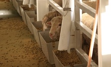 Sheep aboard a live export vessel.