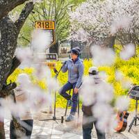 InXizang | Nyingchi in SW China's Xizang boosts tourism with flower viewing