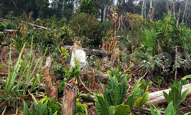 Concerns over Kamunzuku forest encroachment Concerns over Kamunzuku forest encroachment