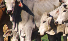  Many and varied: While Bos Indicus cattle are more resistant to Buffalo Fly than other breeds, there will still be a wide variation in levels of resistance within a herd. Photo: Pamela Lawson