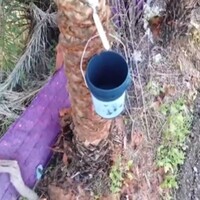 Chhattisgarh women's Self-Help Group pioneers "Vocal for Local" initiative with date palm Jaggery production