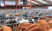 Store cattle price inflation remains above the deadweight market