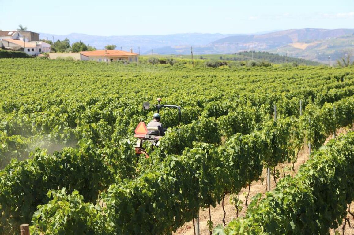 Portugal's Douro Valley winemakers struggle amid U.S. tariffs, export uncertainty