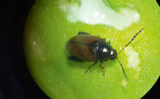 Exploring novel ways to tackle cabbage stem flea beetle