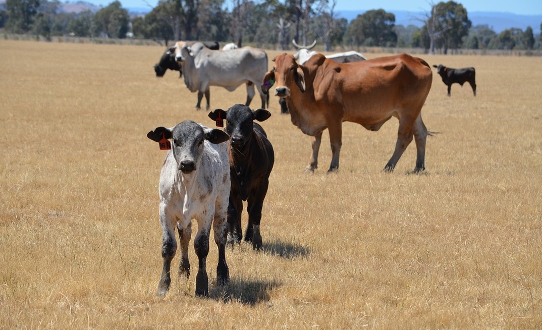 Live sheep trade shutdown announcements sparks fears cattle could be next. Credit: Mark Saunders.