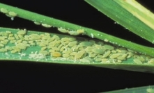 Grain states on alert for Russian wheat aphid