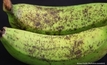 NT plan to eradicate banana freckle