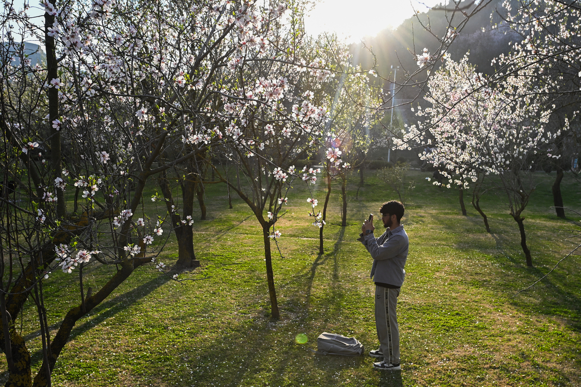 KASHMIR-SRINAGAR-ALMOND BLOSSOM