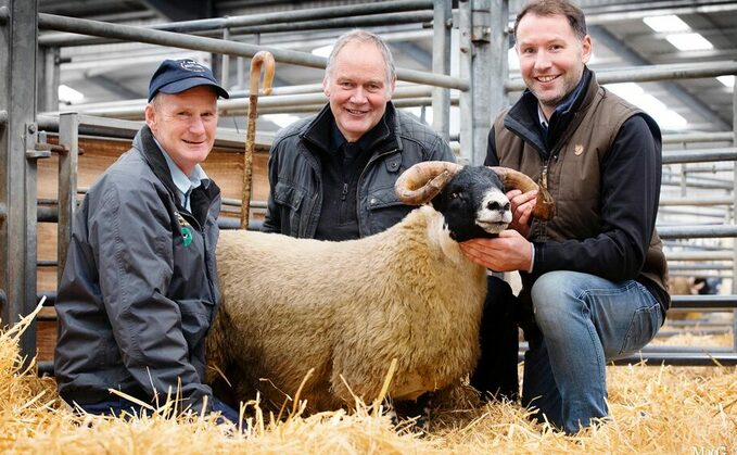 Blackface rams sell to 130,000 at Lanark