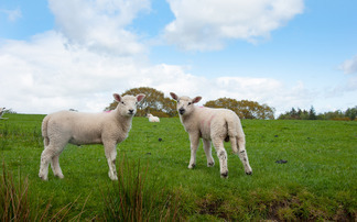 Scottish lamb market makes positive start to new season following spring high