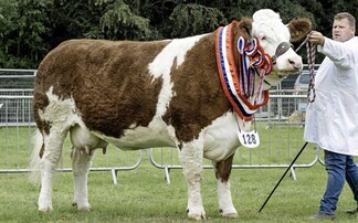 Nifty leads Turriff Show beef line-up