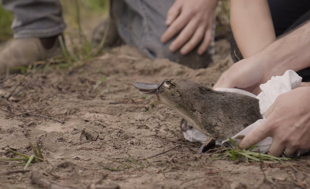 Platypus released into the wild.