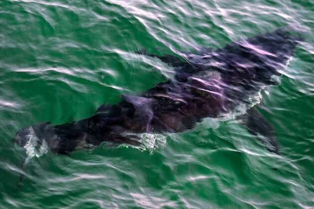 50 years after Jaws, will B.C. ever see more great white sharks&quest;