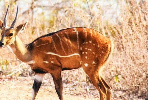 Meet the deer hunters of Ghana