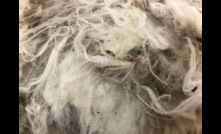  The latest wool production forecast has the national clip at 328 million kilograms greasy. Photo: Mark Saunders.