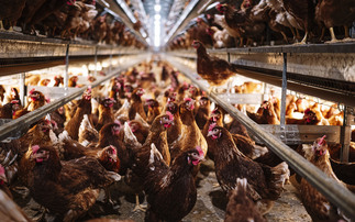Red Mite Awareness Month aims to reduce poultry sector losses 