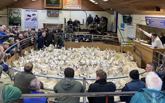 A round up of some of the latest sheep sales