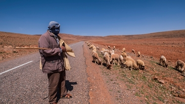 Australian livestock will be sent to drought-stricken Morocco, after a new protocol was signed with the country, to support its decimated herds. 