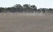  March was the hottest on record, stretching feed and water resources in many livestock areas. Picture Mark Saunders.