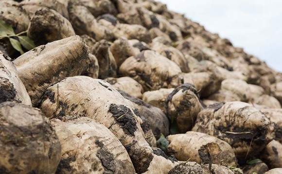 Yield and sugars 'well down' as beet harvest commences in Lincolnshire