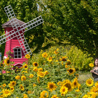 CANADA-RICHMOND-SUNFLOWER FIELD