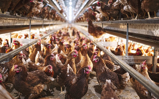 Long life laying hens boost flock sustainability 