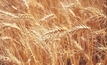 Integrity to protect wheat industry: WQA
