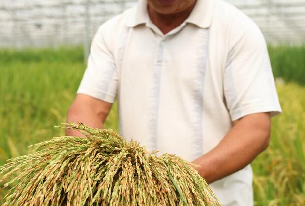 EyesOnSci | China's Sanya starts space-bred seeds harvest