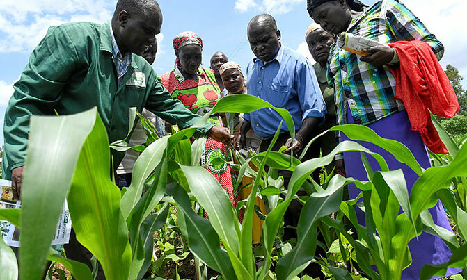 Africa struggles for weapons against armyworm curse Africa struggles for weapons against armyworm curse