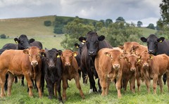 Wiltshire landowner fined after public 'severely injured' during cow attacks