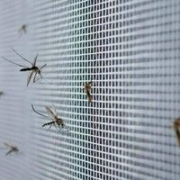 West Nile virus found in the UK for the first time - what you need to know
