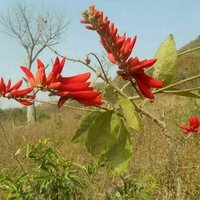 Burkina Faso and Mali's fabulous flora: new plant life record released