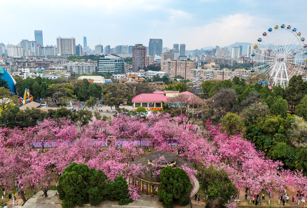 (EcoChina)CHINA-YUNNAN-KUNMING-CHERRY BLOSSOM (CN)