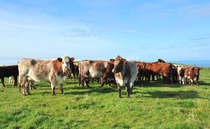 Welcome boost for farmers as Scottish red meat sector tops £4bn 
