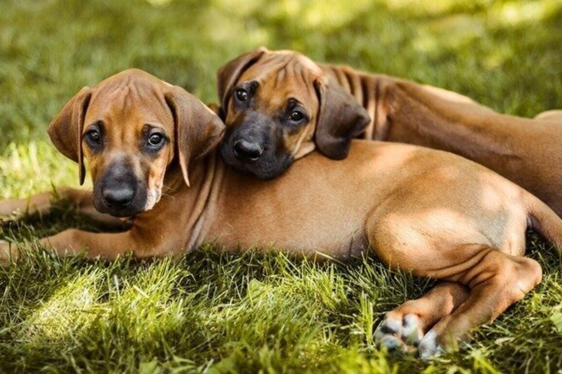 VA senator introduces bill to protect puppies at dog breeding facilities