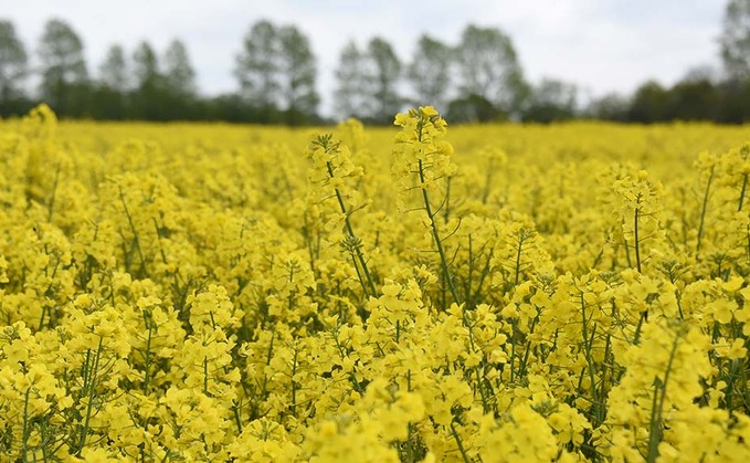 Cereals 2022: Variety choices for an OSR upsurge