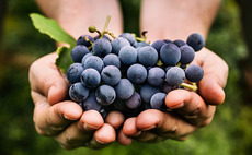 Younan Company buys Chateau La Garelle 