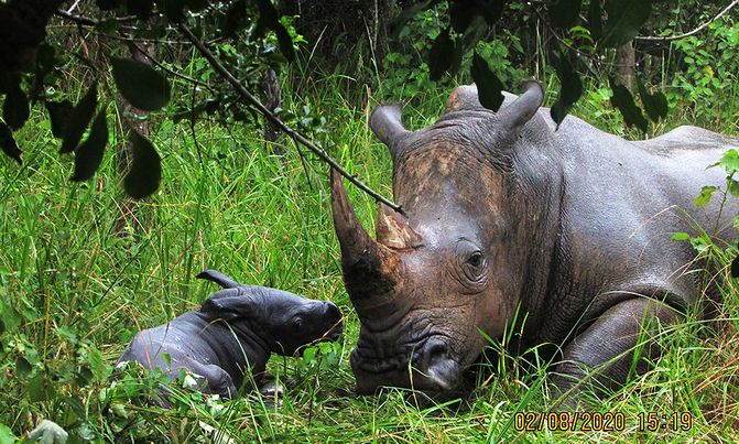 Newborn baby at Nakasongola Rhino Sanctuary Newborn baby at Nakasongola Rhino Sanctuary