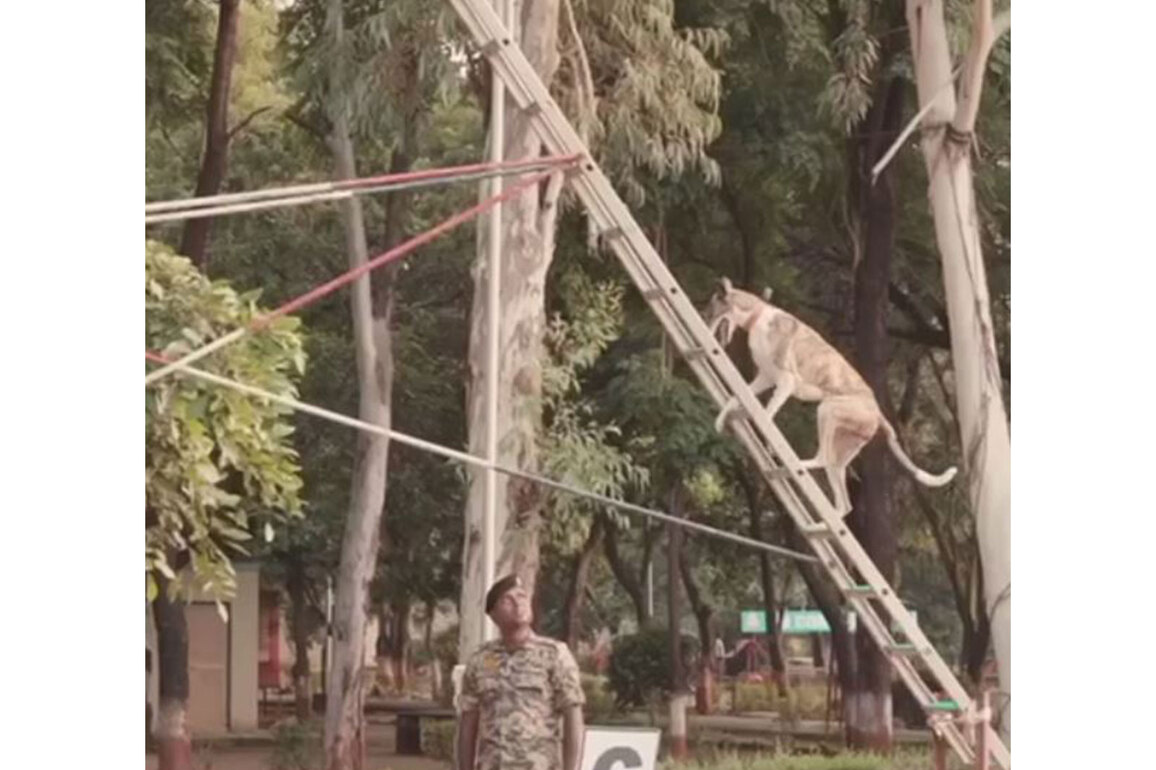 Over 150 Indian breed dogs deployed at borders, anti-Naxal ops: BSF