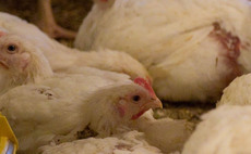 Highly pathogenic avian influenza 'outbreak' declared at poultry farm in Yorkshire