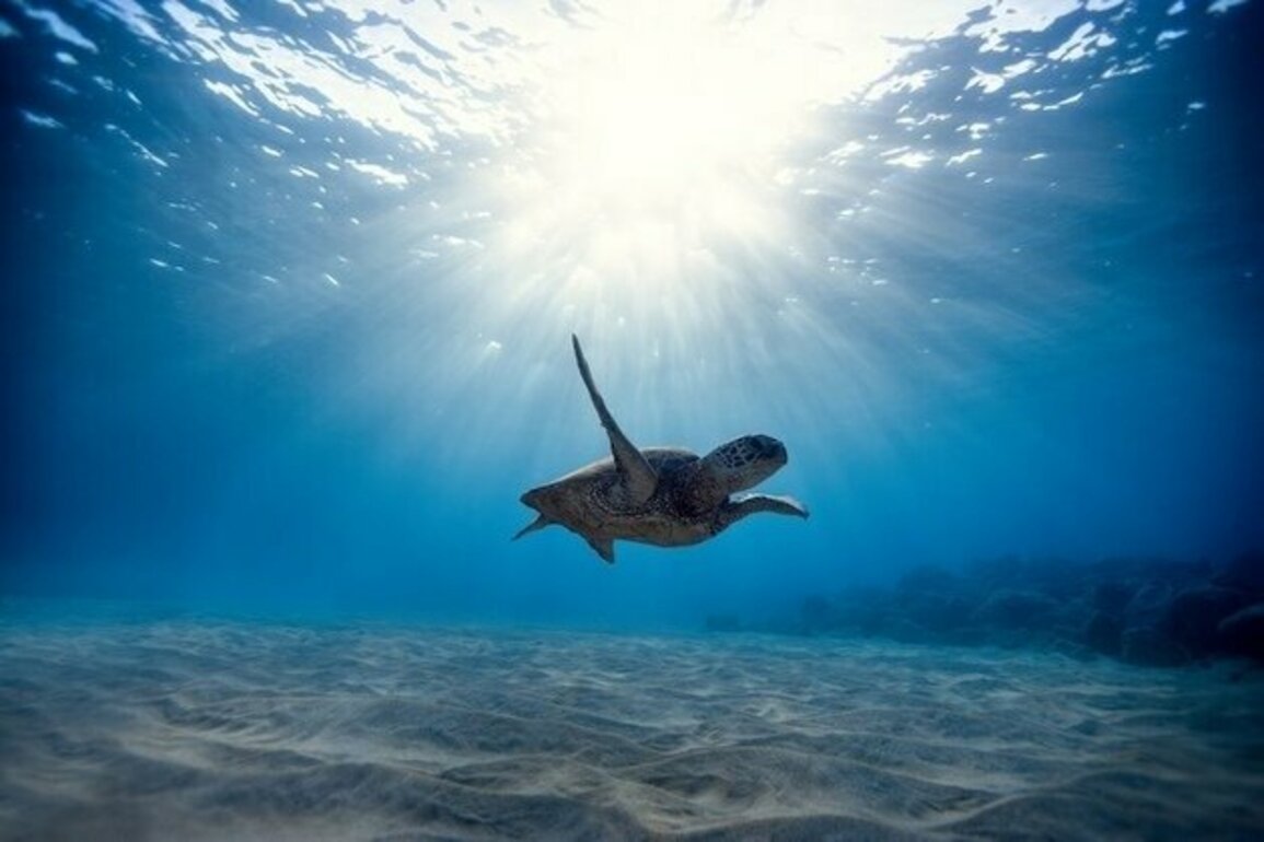 Ocean Diplomacy at the Third UN Ocean Conference