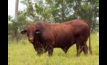  A bull used in a QAAFI vaccine trial. Image courtesy Megan Pope.