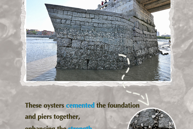 ChinaSignature | Luoyang Bridge in Quanzhou: Nature's philosophy in tides and oyster reefs