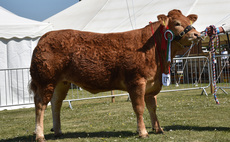 Limousin heifer reigns supreme at Nottinghamshire Show