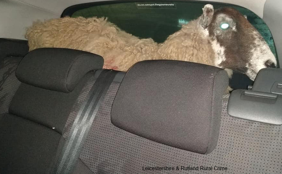 Police hunt down owner of sheep found in car boot